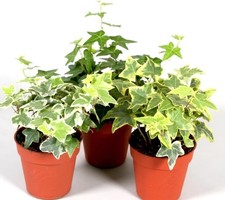 3 x hedera Helix Plants Mixed- English Ivy - Evergreen Garden Plants in 9 cm pot