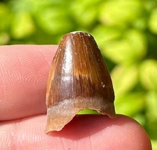 Fossil Crocodile Tooth Mahajangasuchus Madagascar Cretaceous Maevarano Formation