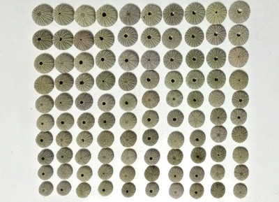 100 schöne dunkelgrüne Seeigel für Luft Pflanzenhalter Strand Hochzeit Deko