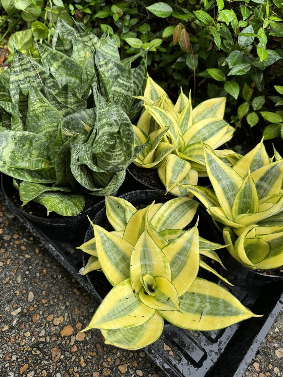sansevieria snake plant | eBay