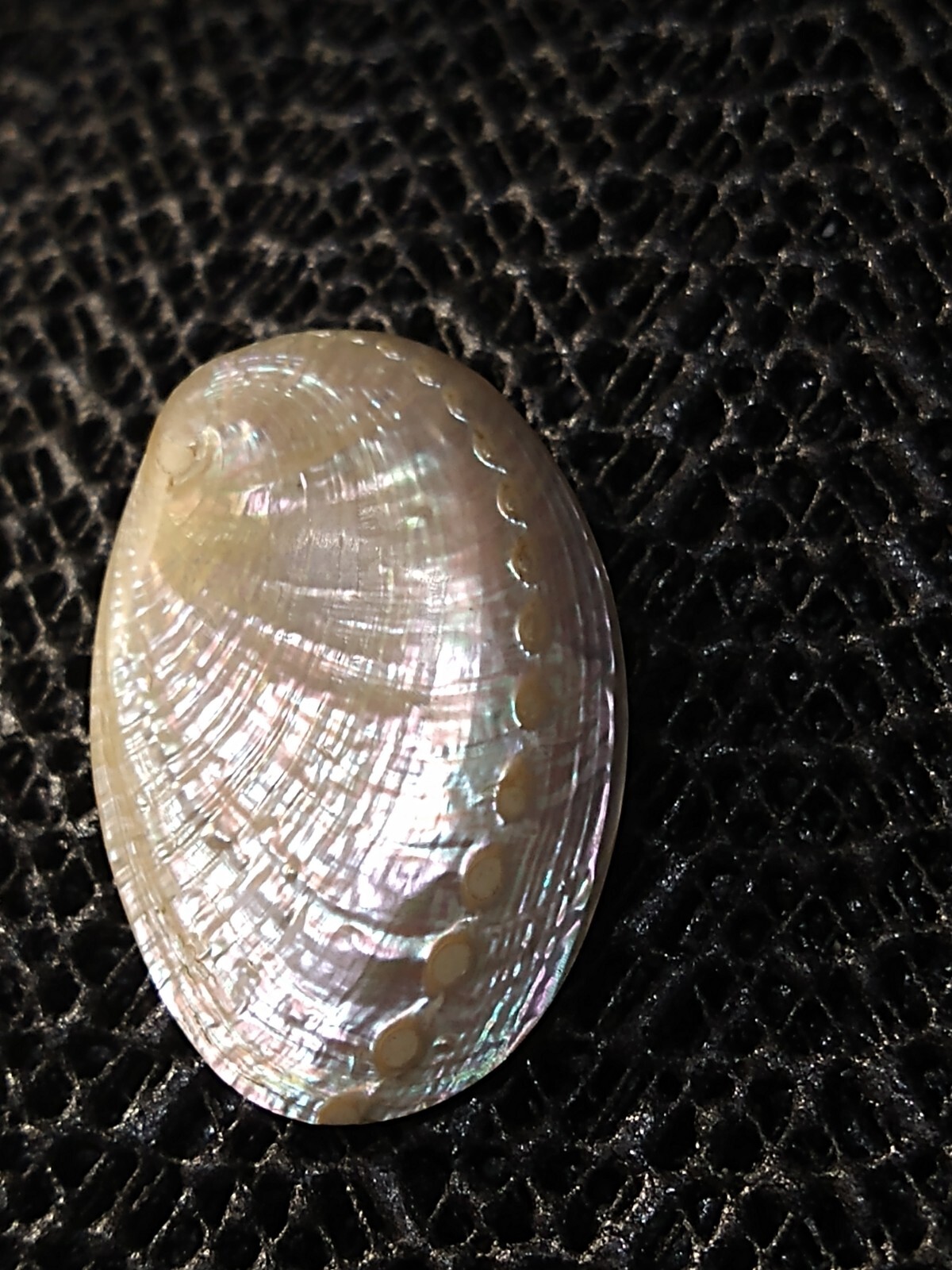 Vintage Iridescent Shell   Stud Earrings - image 7