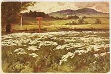 White Flowers in Field Postcard antique c1908