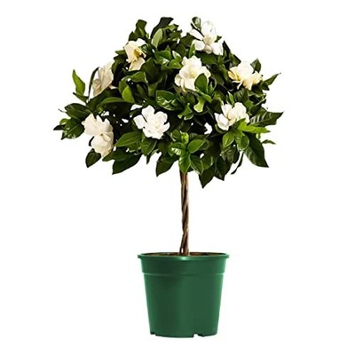  Mini Gardenia Vetchii Live 6-Inch Indoor Flowering Plant, 6-Inch Pot Tree
