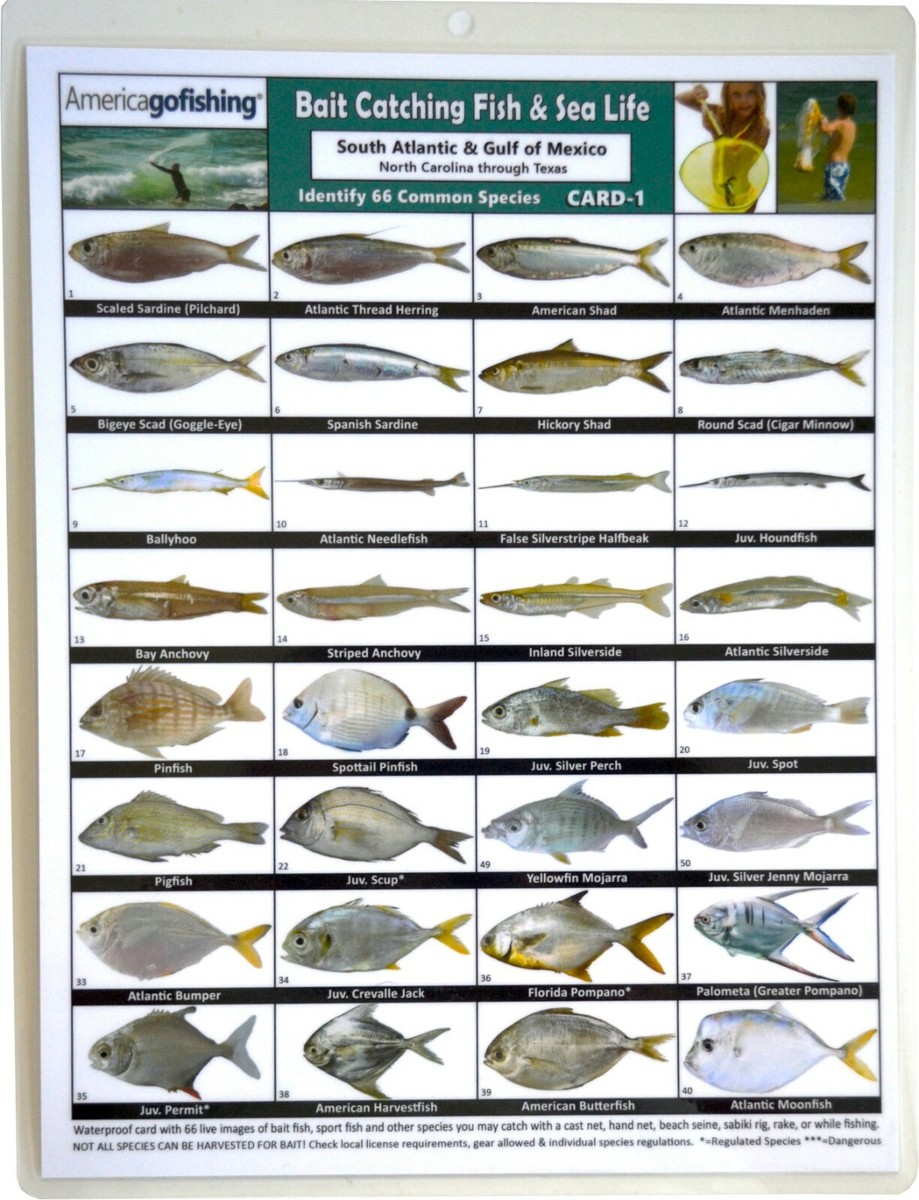 Bait Catching Fish Sea Life Card South Atlantic Gulf of