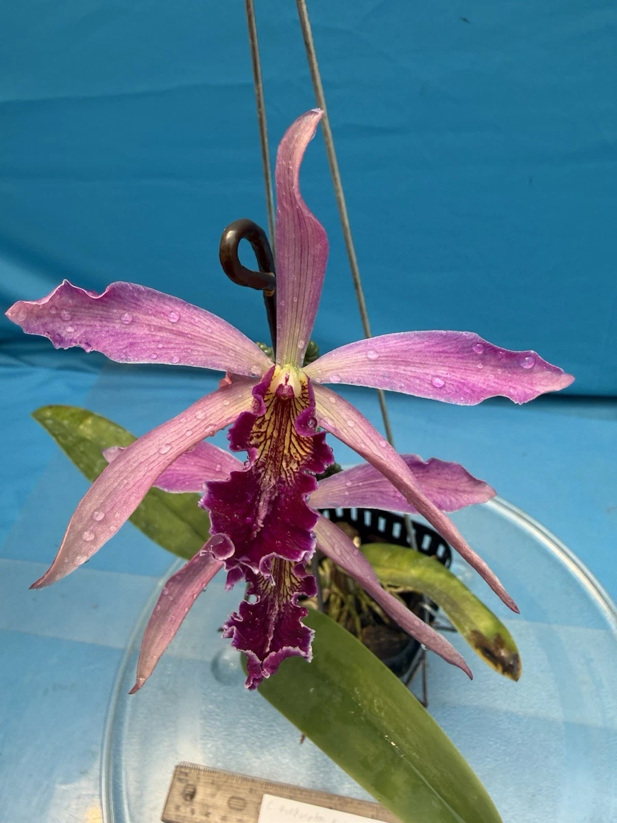 Laelia Evergreen Orchids for sale | eBay