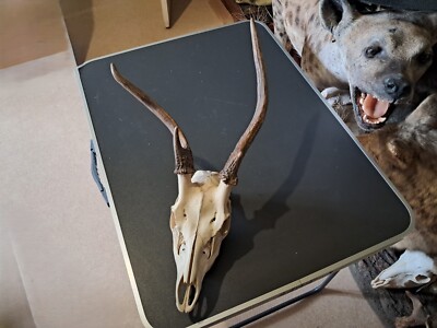Hirschschschschädel Sika Bizarrkopf; Cervus Nippon