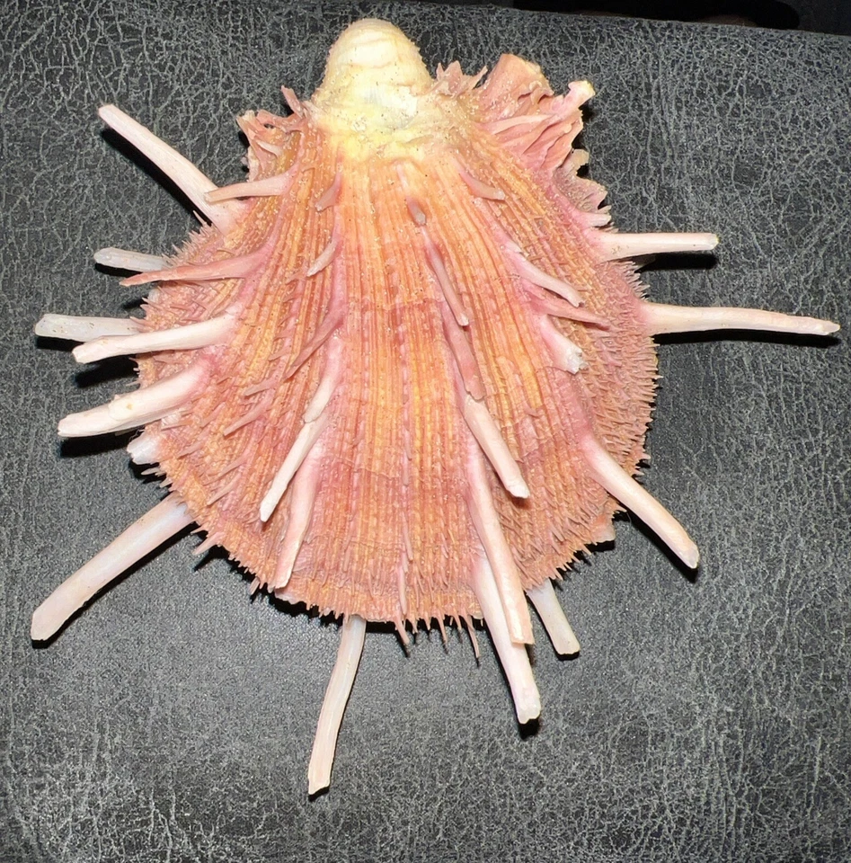 Spondylus Reesianus ( Spiny Oysters) Philippines, Approx. 3.5 X 4” - Image 4 of 4