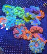 ULTRA BRIGHT CRAZY ROCK FLOWER $40 EACH  YOU PICK