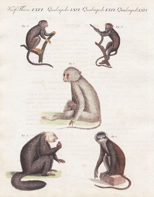 Affen monkeys Rußmangabe sooty mangabey Bertuch Kupferstich engraving 1800