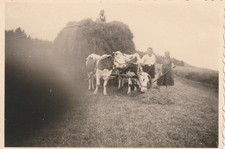 B5 - Foto Photo Fotografia Anni 30 - Scena Campagna Carro Mucche Raccolta Fieno