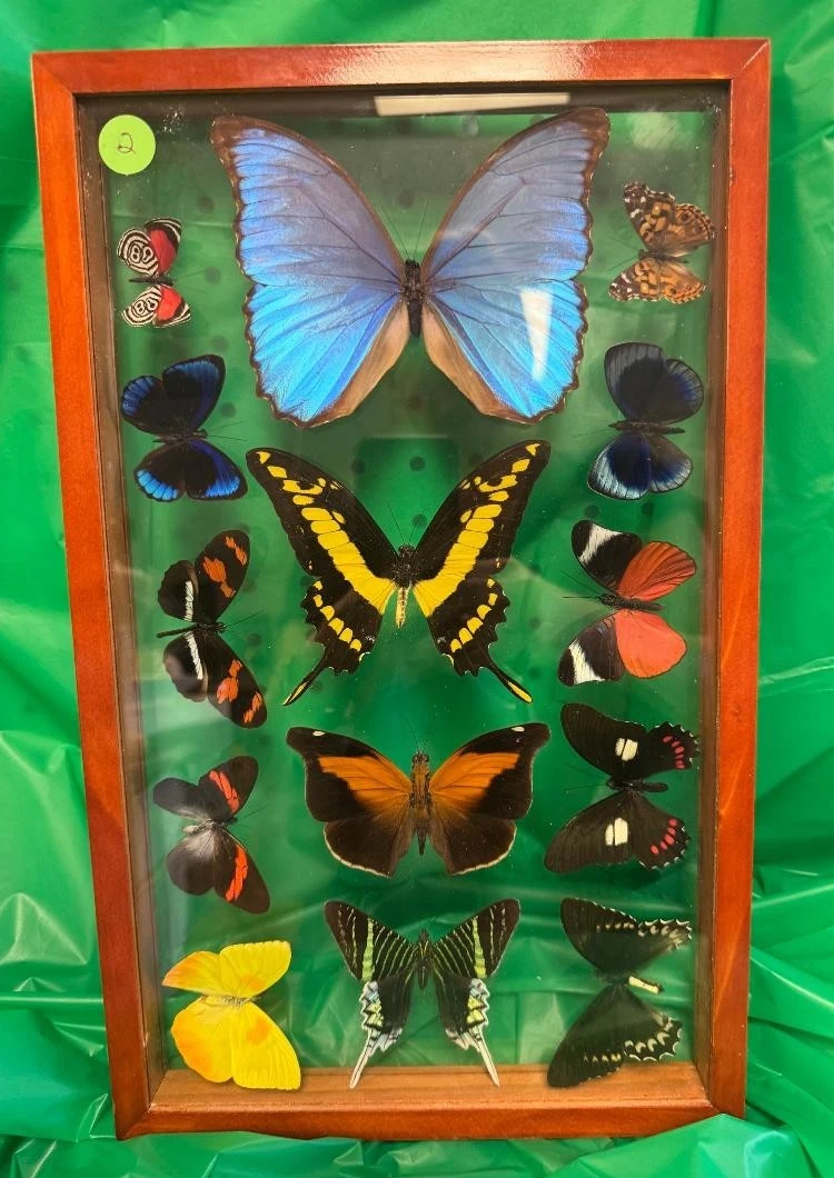 蝴蝶标本剥制术| eBay