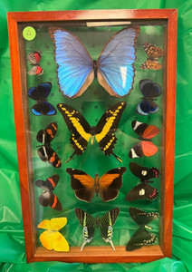 MIYABI × antique butterfly Vintage Butterfly Collection | eBay