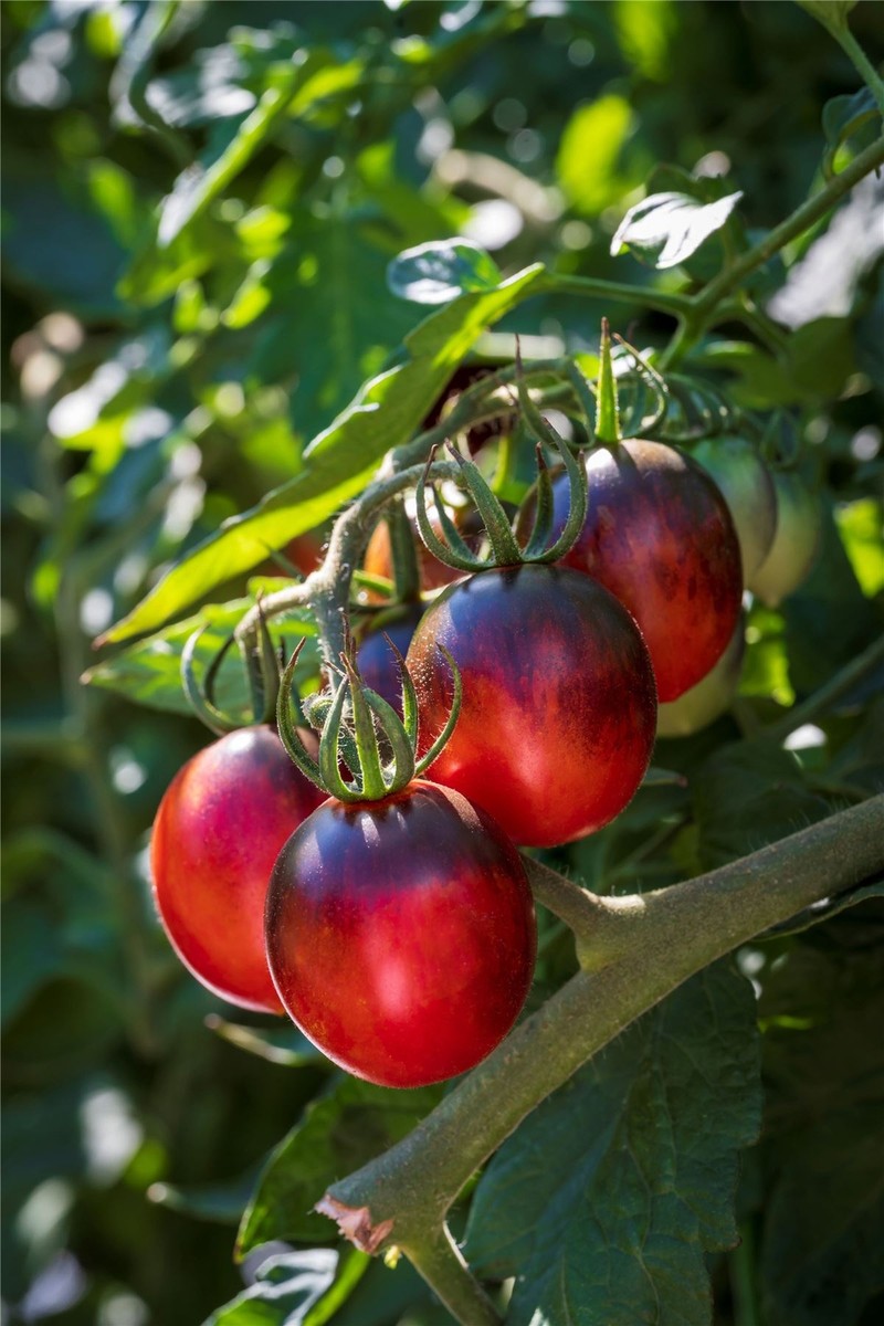 Vegetable - Tomato - Black Moon F1 - 50 Seeds | eBay