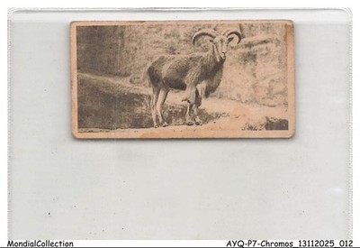 AYQP7-0675-CHROMOS - BARBARY SHEEP