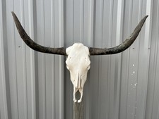 LONGHORN STEER SKULL 3 FEET 5 Inch WIDE UNPOLISHED BULL HORN MOUNTED COW
