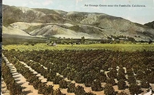 An Orange Grove Near The Foothills California CA Vintage Postcard 