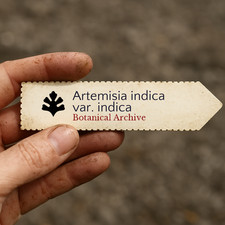 Artemisia indica var. indica | 10000 SEEDS - - Indian Wormwood Seeds | Artemis