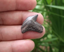 1.06" Tiger Shark (Galeocerdo cuvier) Fossil Tooth Florida