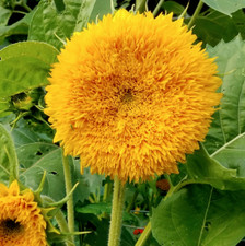 Tall Teddy Bear Sunflower Seeds  Giant Sungold Big Gold Sun Flower Seed 2025
