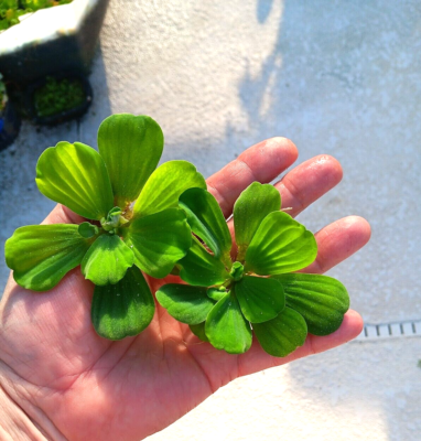 #ad 6 Water Lettuce Pond Plants MEDIUM Live Plant FloatingNO FLORIDAREAD BELOW $16.90