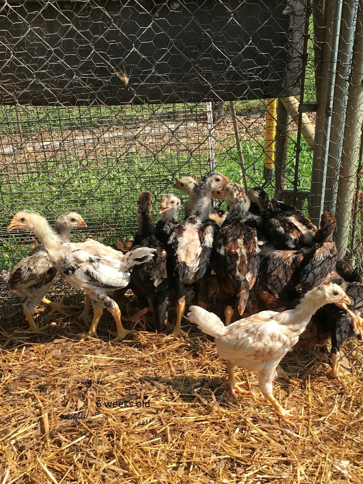 12 Indio Gigante Chicken Hatching Eggs* Greenfire Farms Stock. eBay