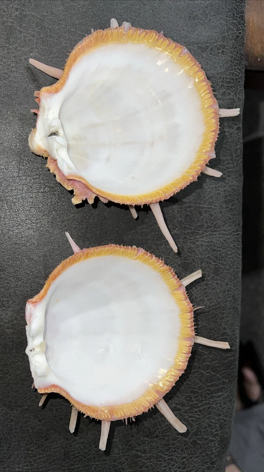 Spondylus Reesianus ( Spiny Oysters) Philippines, Approx. 3.5 X 4” - Image 3 of 4