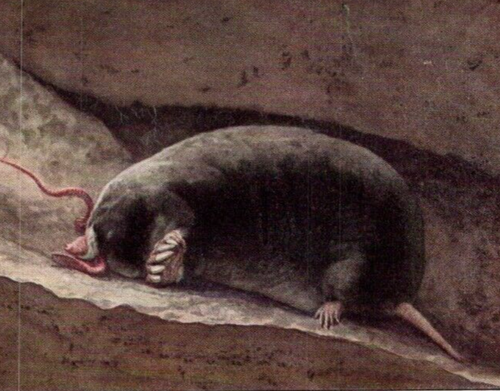 Antique Art by Louis A. Fuertes Art: National Geo: Oregon Mole & Star-Nosed Mole - Picture 4 of 5