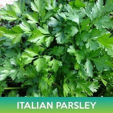 Italian Plain Leaf Parsley Seeds