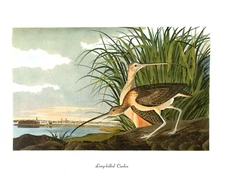 1978 Audubon Vintage Birds "Long-Billed Curlew" Stunning Color Art Jumbo Litho