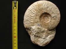 Ammonite de l'Aalénien : Ludwigia (Brasilia) bradfordensis (Buckman, 1887)
