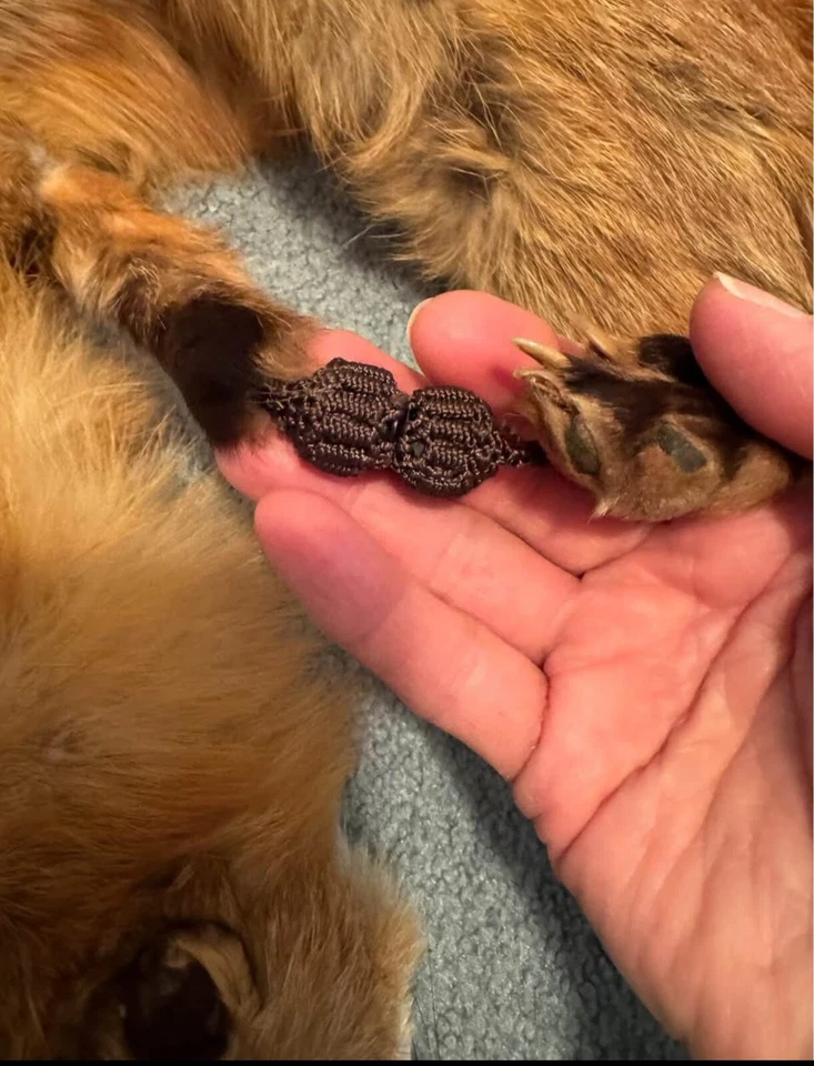 "Cuello envolvente de estola de zorro rojo de la década de 1940 43"" de largo pieles de cuerpo completo, broche con cadena de baquelita" Foto 3 de 4