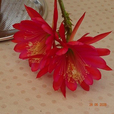 Epiphyllum Blattkaktus Epicactus ''Desert sunrise'' Pflanze