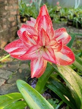 Pretty Imported Double Amaryllis Lily White Red Colour FlowerBulb Pack Of 2 Bulb