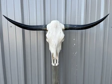 LONGHORN STEER SKULL 3 FEET 8 Inch WIDE POLISHED BULL HORN MOUNTED COW HEAD