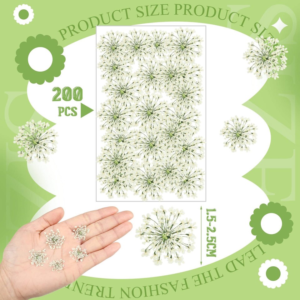 200 Pcs Pressed Dried Flowers for Resin Art Ammi Majus Natural Pressed
