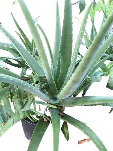 2 cuttings Large Aloe Vera Barbadensis Organic Grown 12+ | eBay