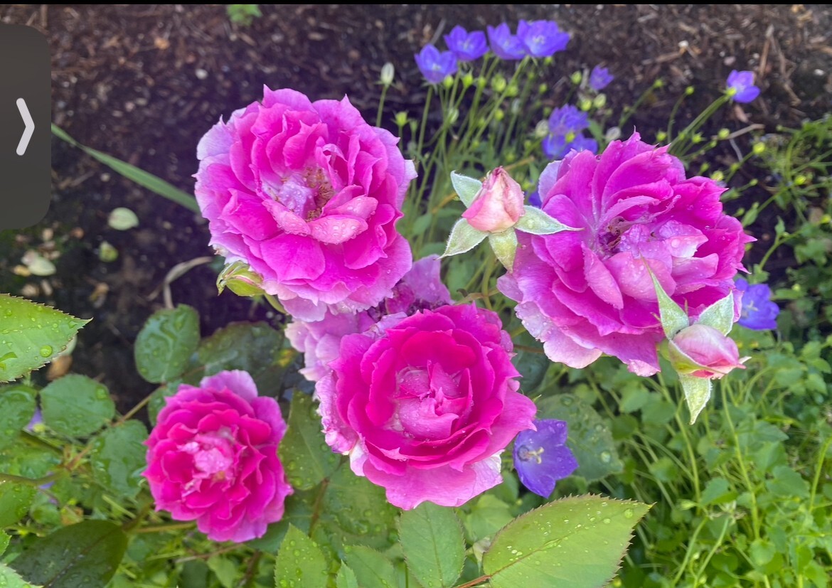Sheherazad 天方夜谭 Rare Japanese Floribunda Rose Live Rose Plant