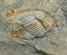 Trilobit, Diademaproetus havichti, Devon, Ems, Steinsberg, Germania -m6