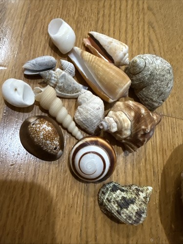 Cesta pequeña con conchas 🐚 14 canastas decoración playa conchas tropicales - Imagen 2 de 5