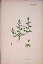 Original Old Antique Print Annual Speedwell Flower Plant Colour A