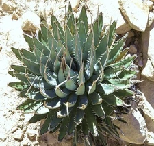 Agave Utahensis Nevadensis exotic rose succulent aloe hardy plant seed 100 SEEDS