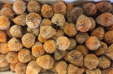 10 Bread Crust Flies Fishing Mullet ,Carp , Garfish etc