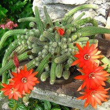 Echinopsis Chamaecereus Cactus  In Small Plastic Pot