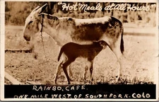 RPPC South Fork CO Rainbo Cafe Donkey Hot Meals All Hours Humor postcard IQ18