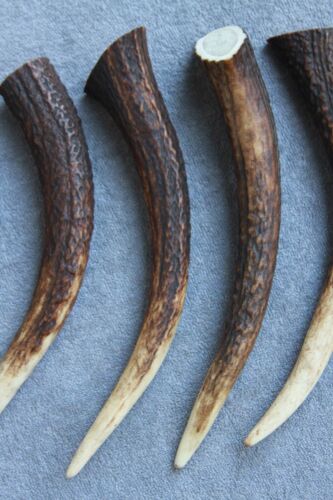 6 RED DEER ANTLER TIPS TINES SECTIONS - Picture 5 of 14
