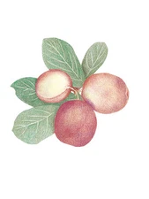 Kitchen Fruit Plum Clusters Plums 25 Wallies Wallpaper Cutout Decal Wall Sticker