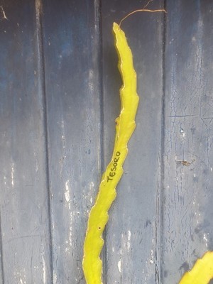 Tesoro Dragon fruit variety cutting, 25cm to 35cm big.