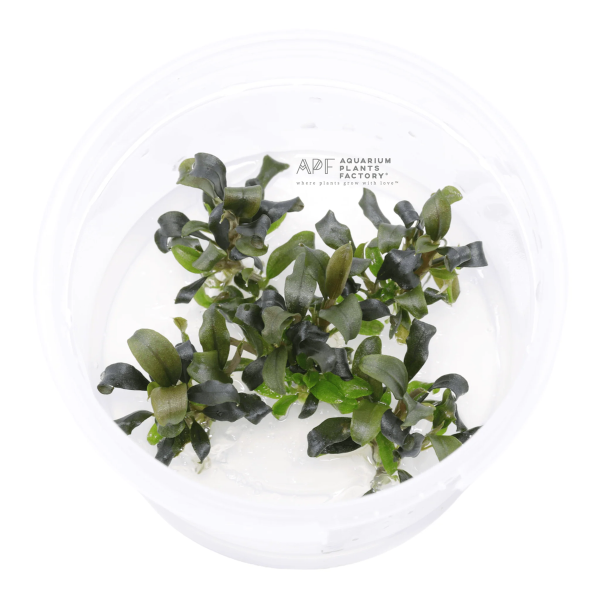 Bucephalandra Brownie Ghost Tissue Culture | Aquarium Plants