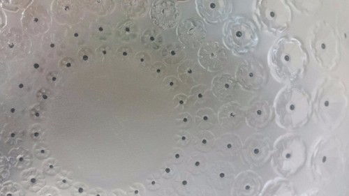 Vintage LALIQUE 10'' Nemours Bowl Circa 1963 Signed / MINT  - Picture 7 of 7