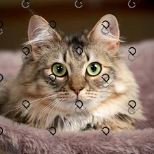 Cat Portrait Digital Image Picture Photo Wallpaper Background Desktop AI Art 01